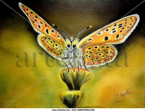 Mariposa
