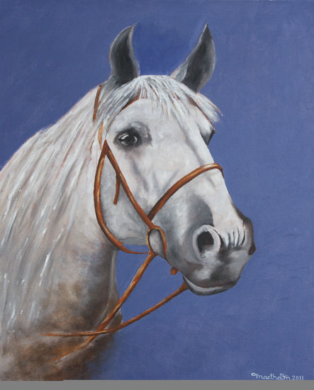 Caballo blanco Oil Canvas Animals