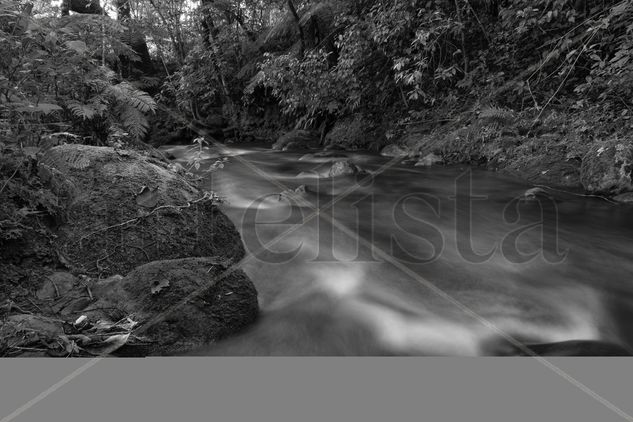 Untitled Naturaleza Blanco y Negro (Digital)