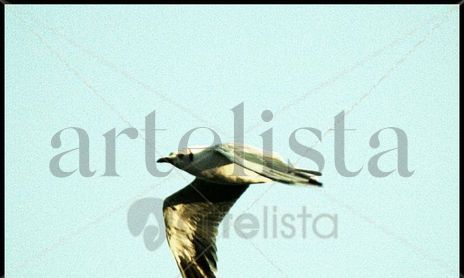 Naturaleza, Aves y Animales