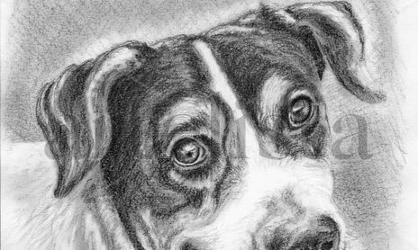Animales