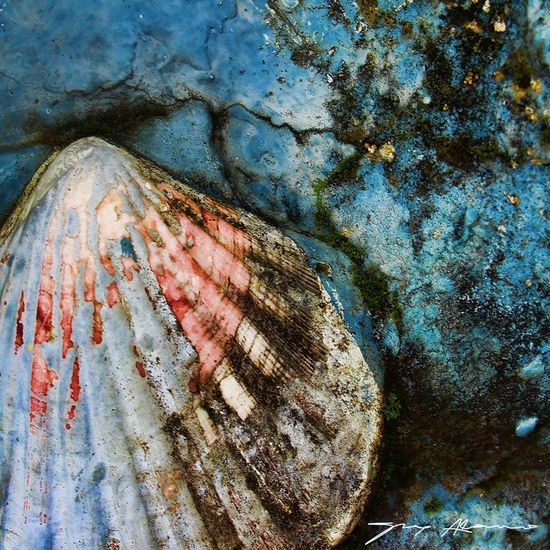 Shell in blue Nature Color (Digital)