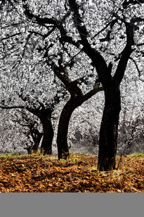 DancingAlmendros