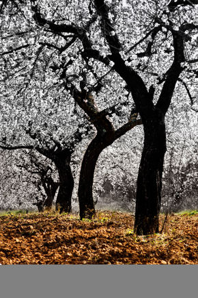 DancingAlmendros