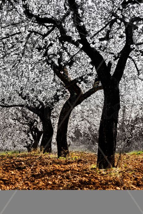 DancingAlmendros