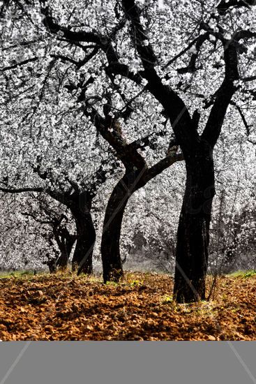 DancingAlmendros Nature Alternative techniques