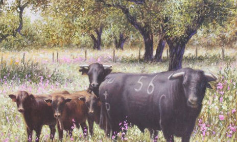 Toros