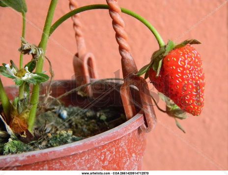 Frutilla