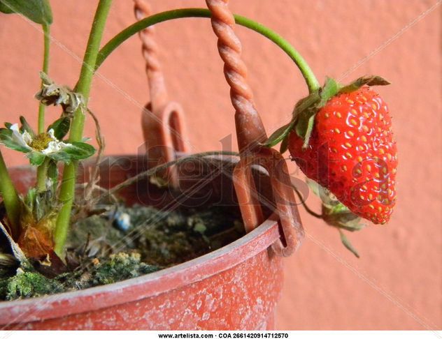 Frutilla