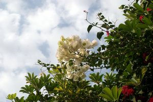 Flores y cielo Naturaleza Color (Digital)