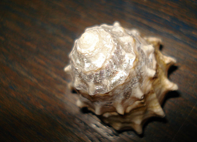 caracolas