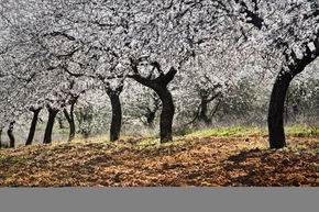 Dancing Almendros 2.0