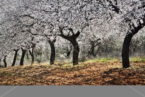 Dancing Almendros 2.0