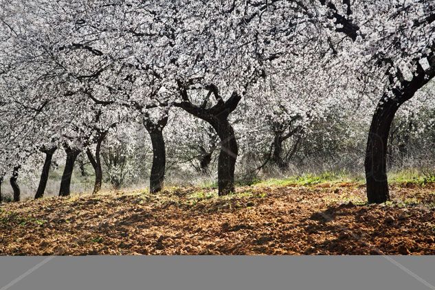 Dancing Almendros 2.0 Naturaleza Color (Digital)