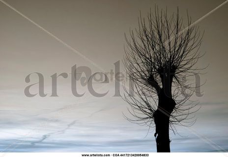 El árbol es adorno...