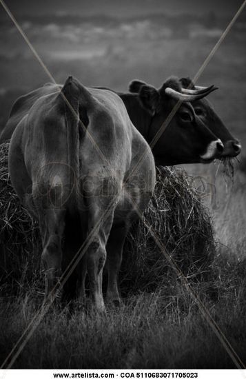 Vacas Retrato Blanco y Negro (Digital)