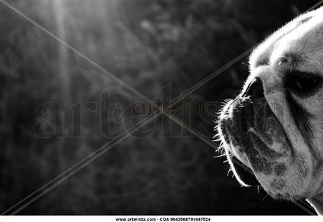 Bulldog
