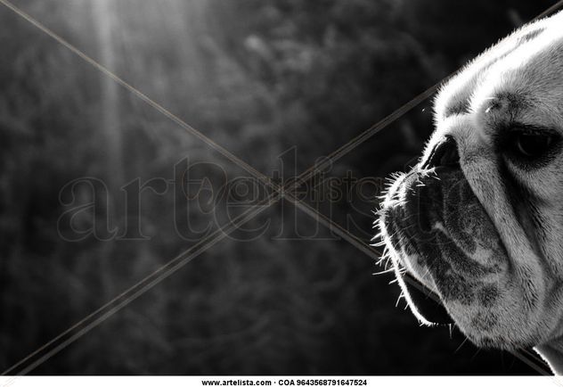 Bulldog