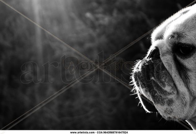 Bulldog Naturaleza Blanco y Negro (Digital)