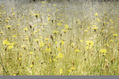 Tapiz de flores