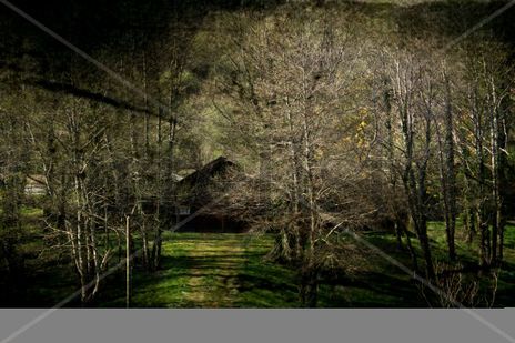 Lo que el bosque...