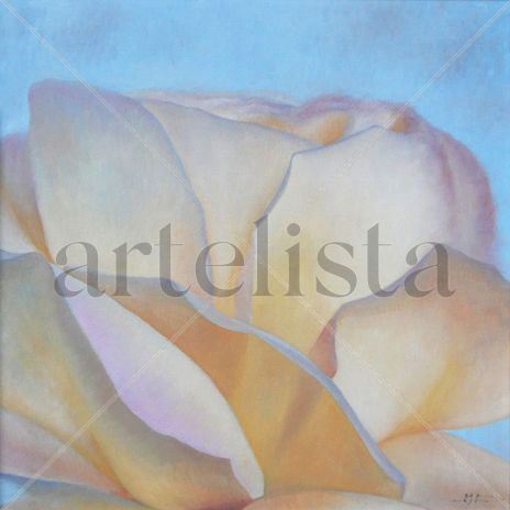 Rosa blanca-1