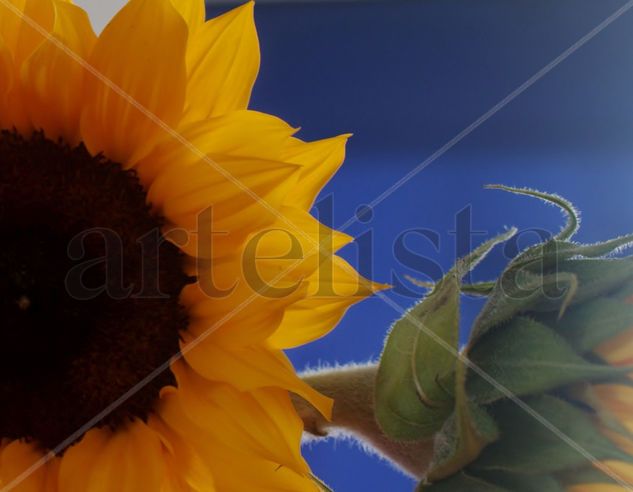 Girasol Bodegones Color (Digital)