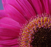 Gerbera 2