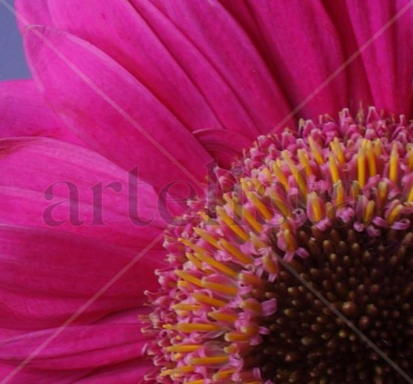 Gerbera 2 Still lifes Color (Digital)