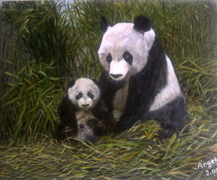 Osos Panda