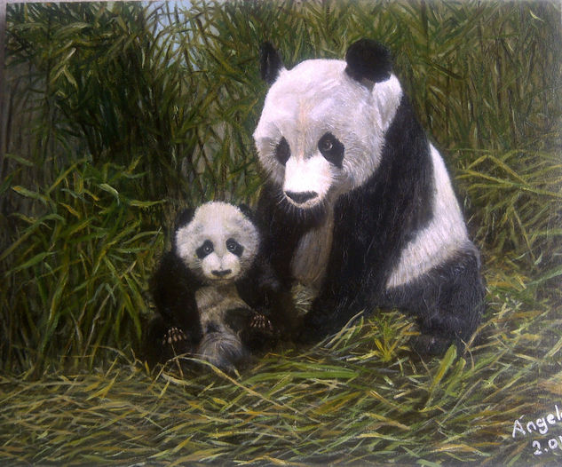 Osos Panda Oil Canvas Animals