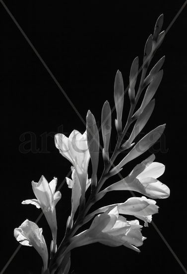 Untitled Nature Black and White (Digital)