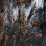 Naturaleza thumbnail 2