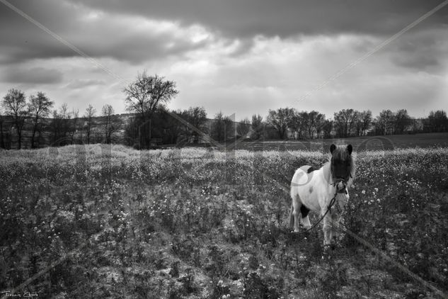 Campos de furia Other Themes Black and White (Digital)