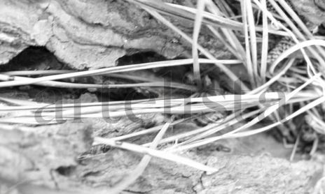 Texturas naturales