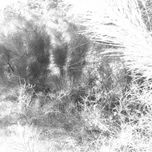 Texturas naturales thumbnail 2