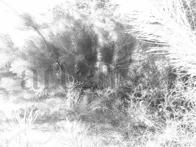 Tierra_09 Naturaleza Blanco y Negro (Digital)