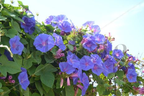 9 enredadera violeta