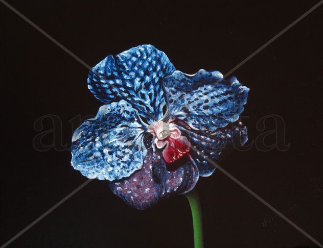 45 - ORQUÍDEA