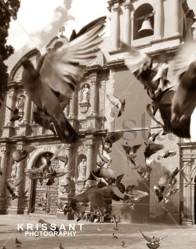 CAPTURANDO LA LUZ Y DETENIENDO SU VUELO