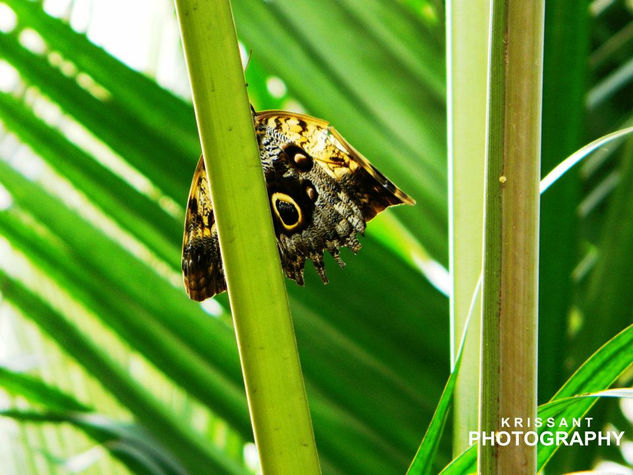 PAPALOTL LA FLOR VOLADORA Nature Color (Digital)