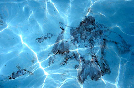 Bajo el agua