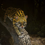 Naturaleza thumbnail 2