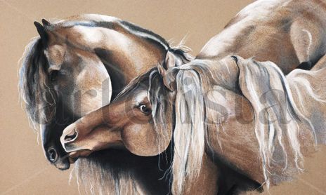 cabezas de caballos