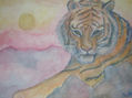 Tigre