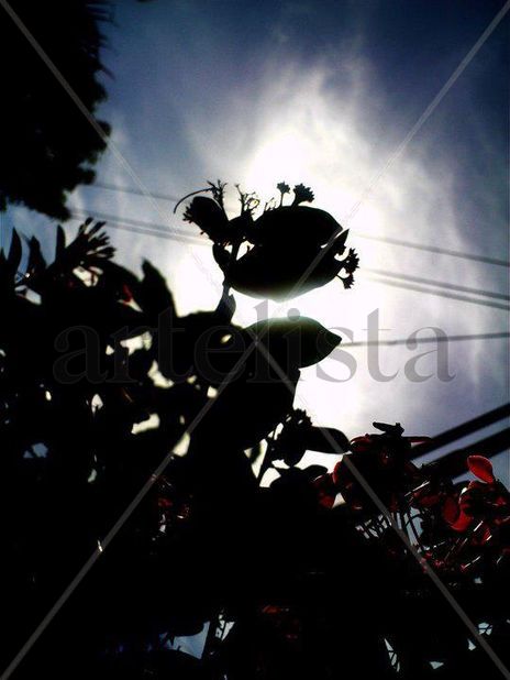 Flor en contraluz...