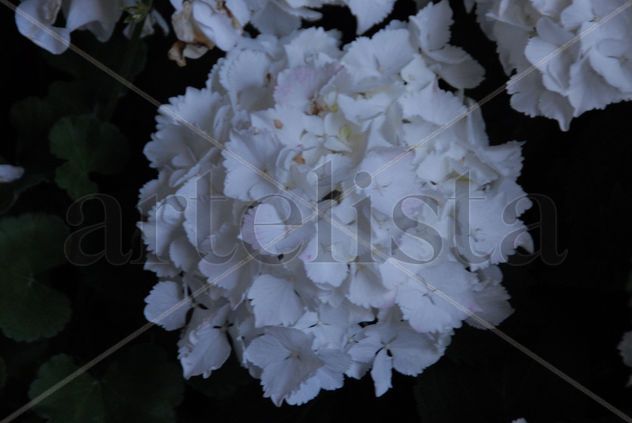 FLORES BLANCAS