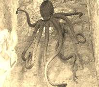 Pulpo