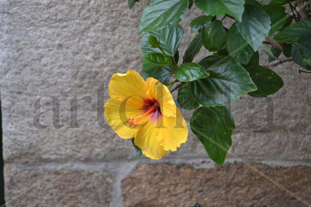 9.1 la flor del hibiscus Naturaleza Color (Digital)