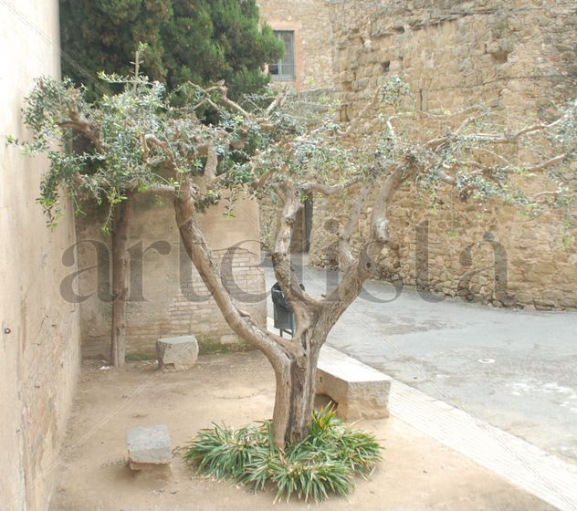 OLIVO